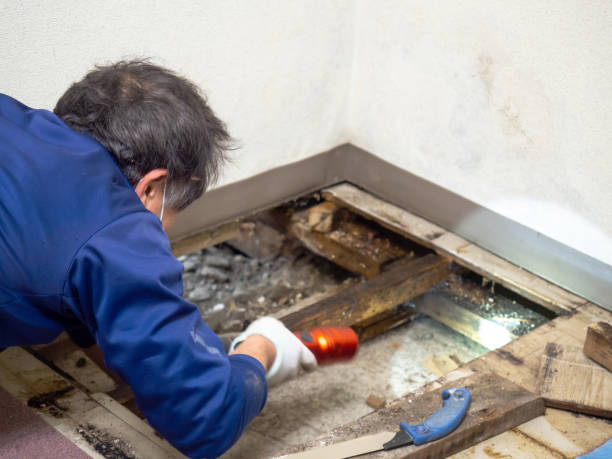 Best Emergency Mold Remediation in Andrews, NC