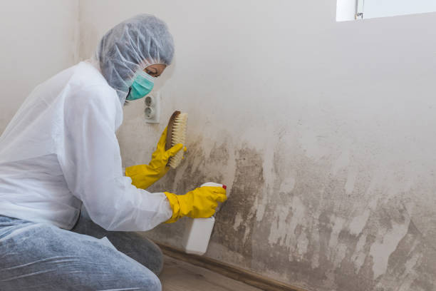 Best DIY Mold Remediation Support Services in Andrews, NC
