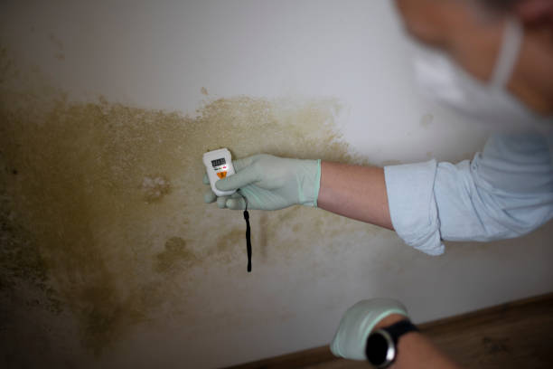 Best Preventive Mold Services in Andrews, NC