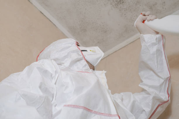 Best White Mold Remediation in Andrews, NC