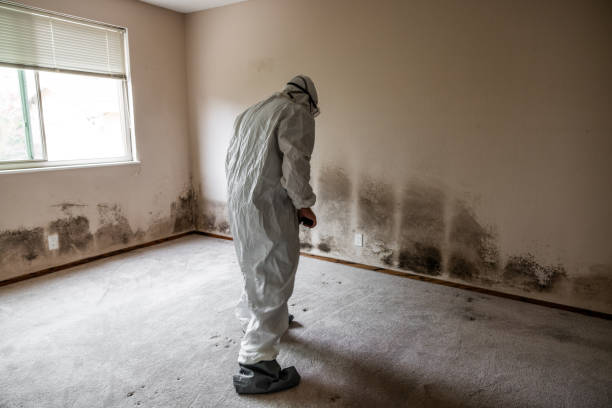 Best Basement Mold Remediation in Andrews, NC