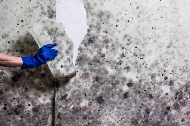 Best Black Mold Remediation in Andrews, NC