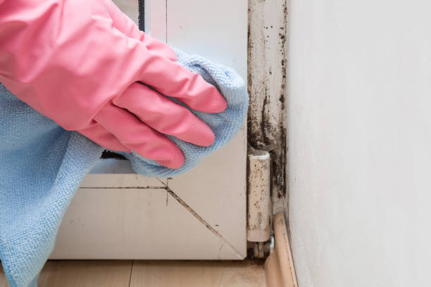 Best HVAC Mold Remediation in Andrews, NC